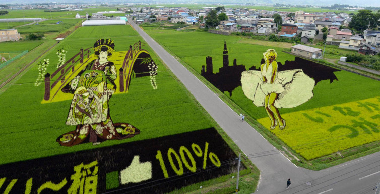 An aerial view is seen of several kinds of rice plants depicting a Japanese 